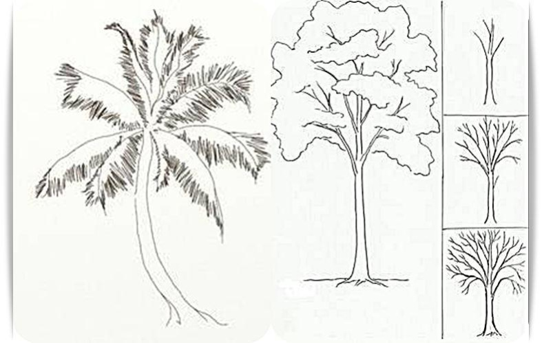 Learn to Draw Trees 2.0 Screenshot