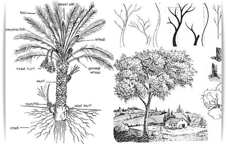 Learn to Draw Trees 2.0 Screenshot