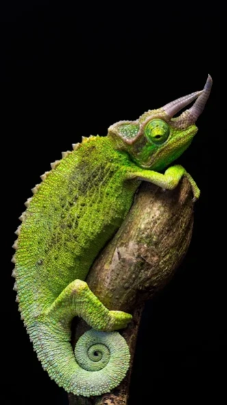 Lizard Wallpapers 2.0.0 Screenshot
