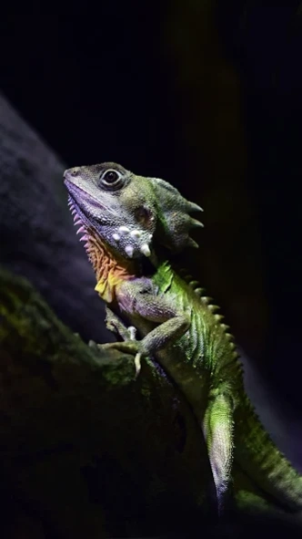 Lizard Wallpapers 2.0.0 Screenshot