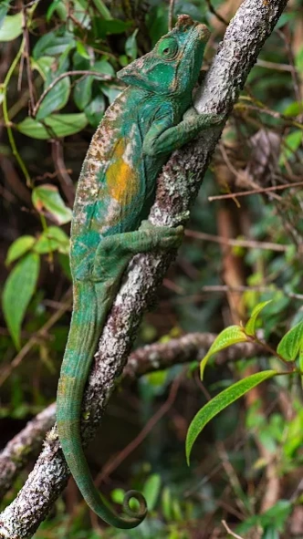 Lizard Wallpapers 2.0.0 Screenshot
