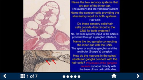 Neuroanatomy - SecondLook 3.1 Screenshot