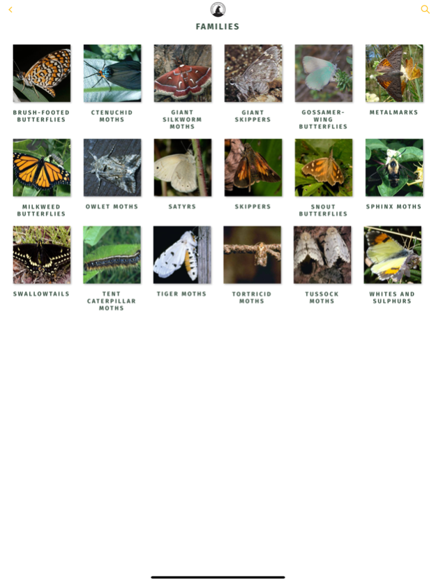 NWF Guide to Butterflies 1.1 Screenshot