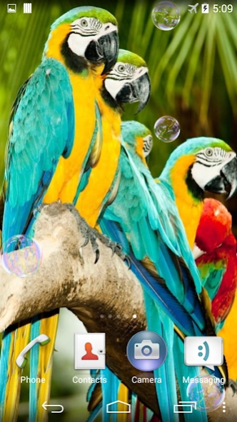 Parrots Live Wallpaper 4.0 Screenshot