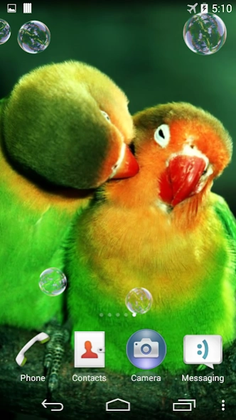 Parrots Live Wallpaper 4.0 Screenshot