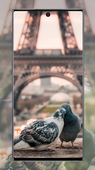 Pigeon wallpaper 5.2 Screenshot