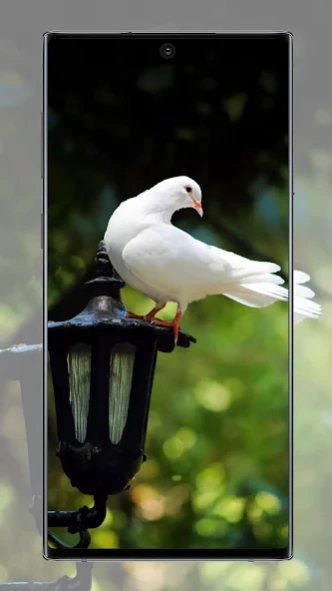 Pigeon wallpaper 5.2 Screenshot