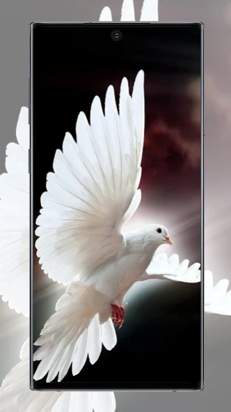 Pigeon wallpaper 5.2 Screenshot