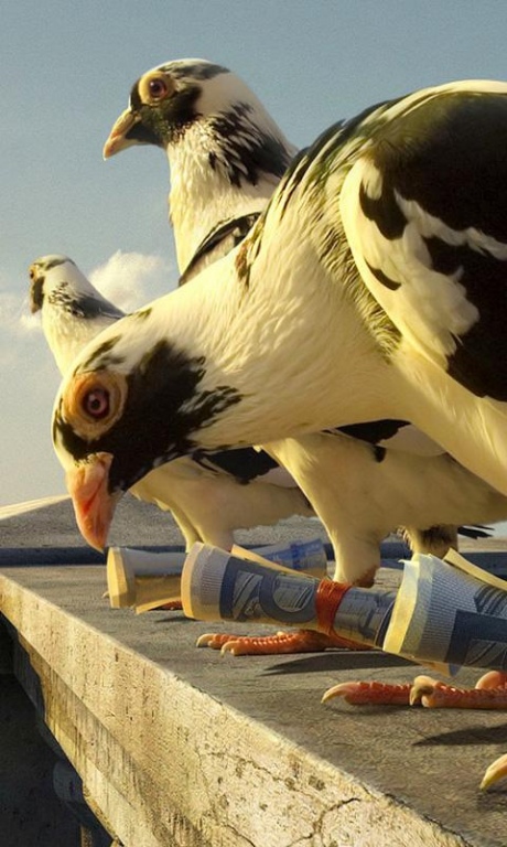 pigeons wallpaper 1.1 Screenshot