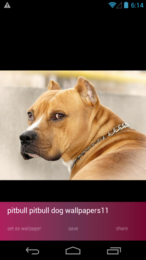 Pitbull Dog Wallpapers 9 Screenshot
