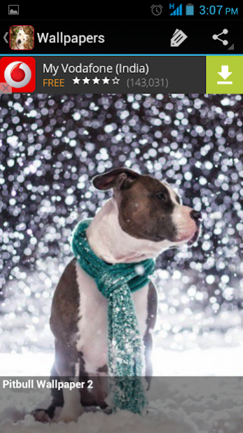 Pitbull Wallpapers Cute Pics 3.0 Screenshot