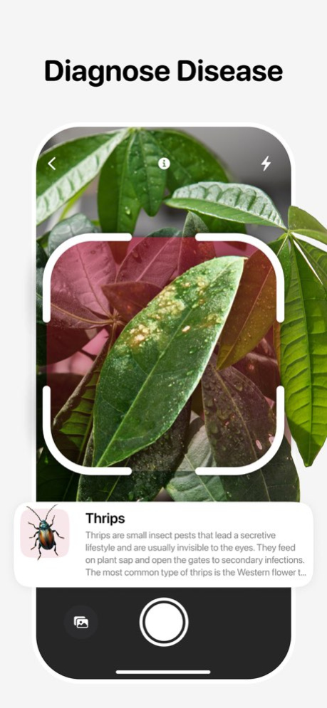 Plant Identifier - Leafora AI 1.1 Screenshot