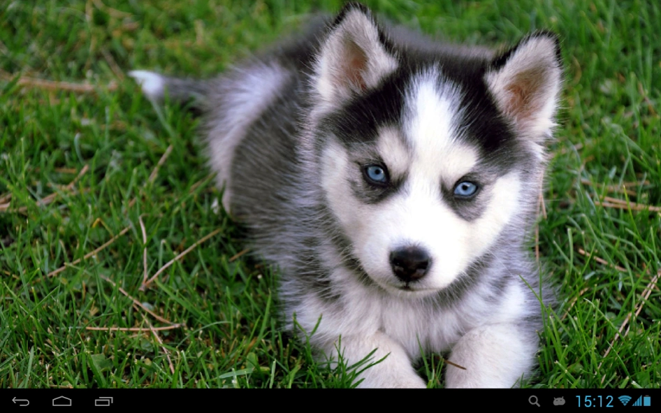 Puppies dogs live wallpaper  Screenshot