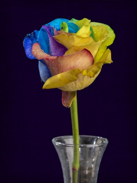 Roses Live Wallpapers For My Love, Flowers HD 4k 15.5.1 Screenshot
