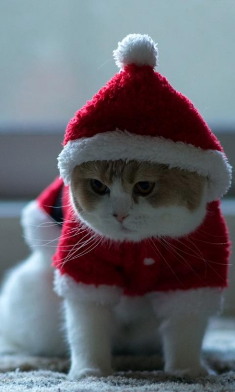 santa claus cat live wallpaper 1.1 Screenshot