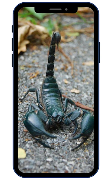 Scorpion Wallpapers  Screenshot