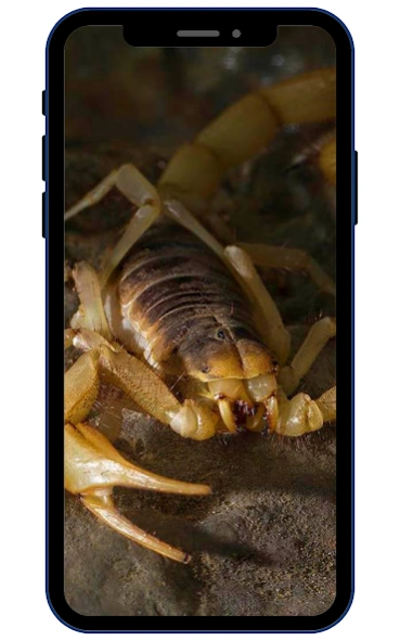 Scorpion Wallpapers  Screenshot