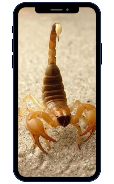 Scorpion Wallpapers  Screenshot