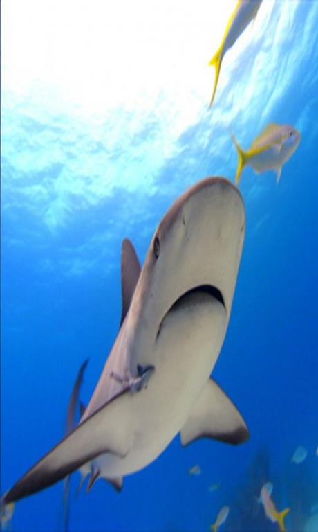 Sharks HD 1.0 Screenshot