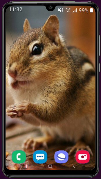 Squirrel HD Wallpaper 1.07 Screenshot