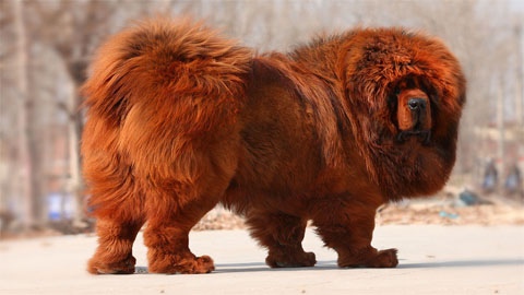 Tibetan Mastiff Screensaver 1.2.1 Screenshot