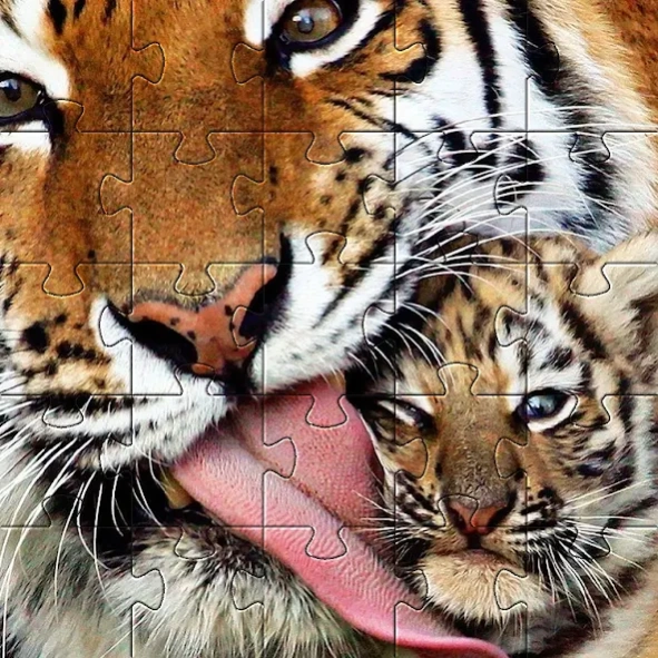Tiger Jigsaw Puzzles Games 1.9 Screenshot