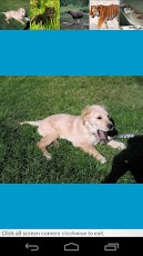 Toddler games: Animal fun 1.0.2 Screenshot