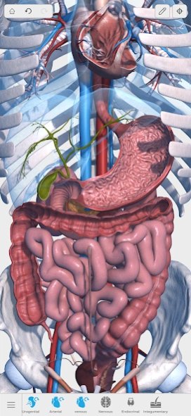 Visual Anatomy 3D - Human body 3.56 Screenshot