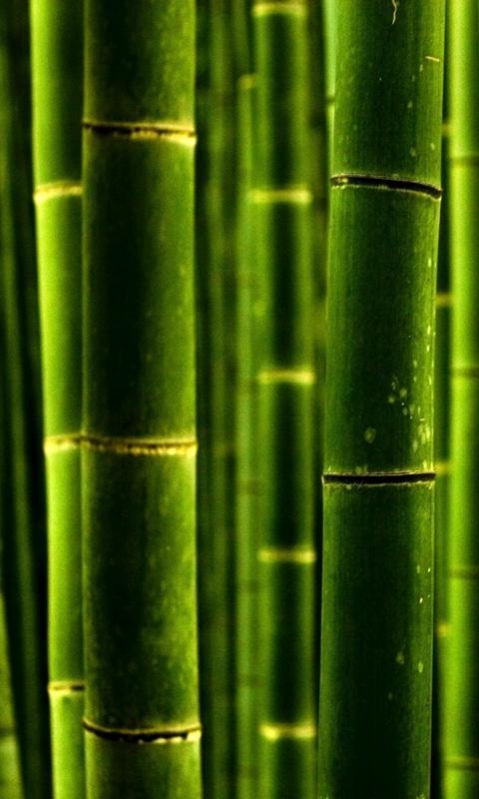 wallpaper bamboo 6.00 Screenshot