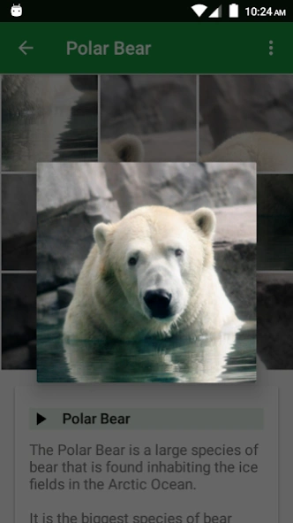 Wild Animals Puzzle  Screenshot